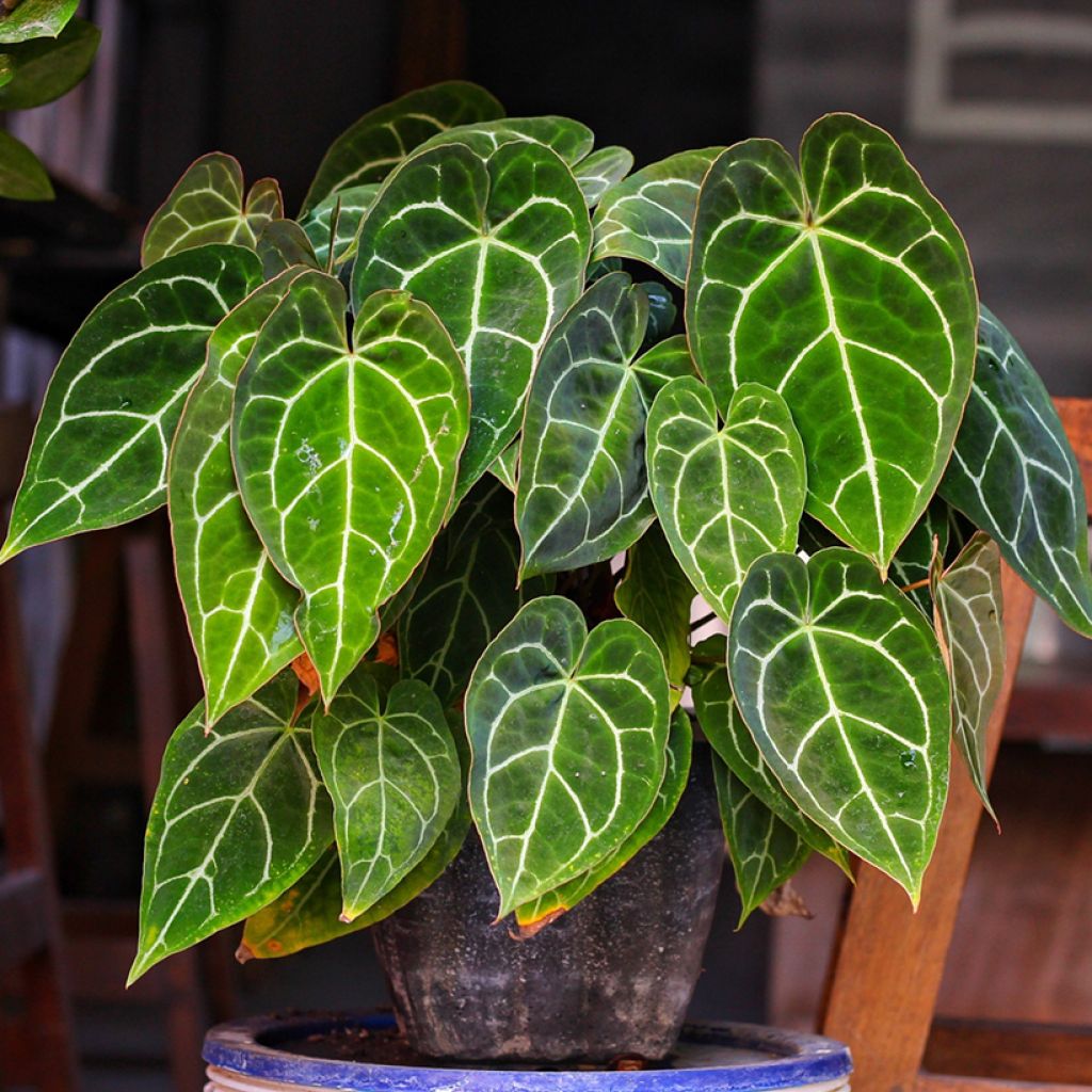 Flamingoblumen - Anthurium crystallinum