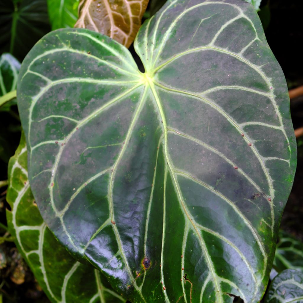 Flamingoblumen - Anthurium crystallinum