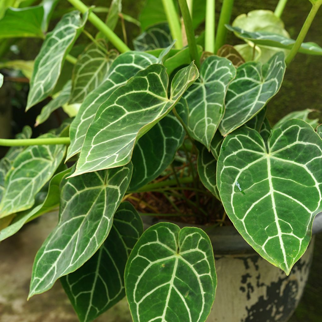 Flamingoblumen - Anthurium crystallinum