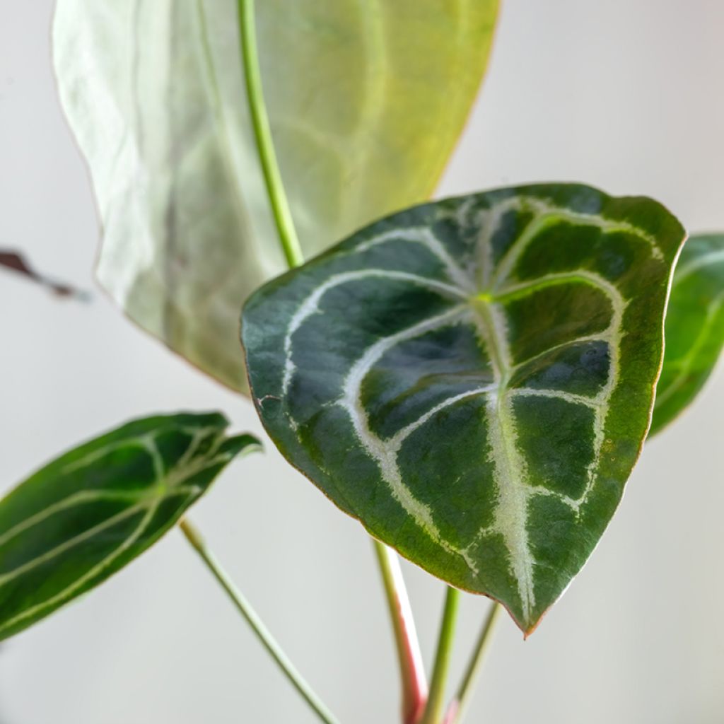 Flamingoblumen - Anthurium forgetii