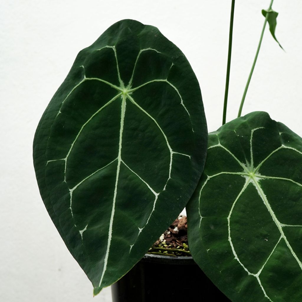 Flamingoblumen - Anthurium forgetii