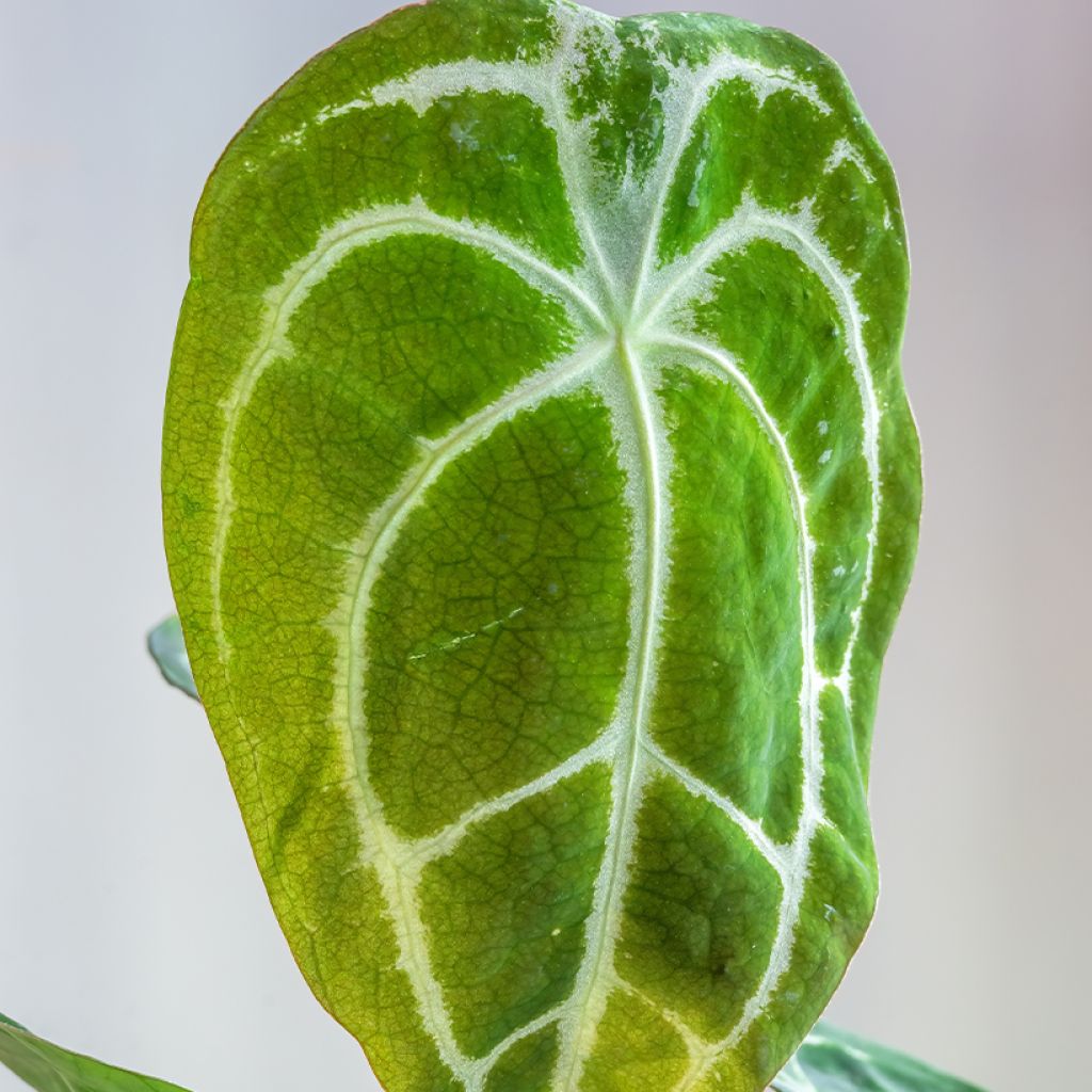 Flamingoblumen - Anthurium forgetii