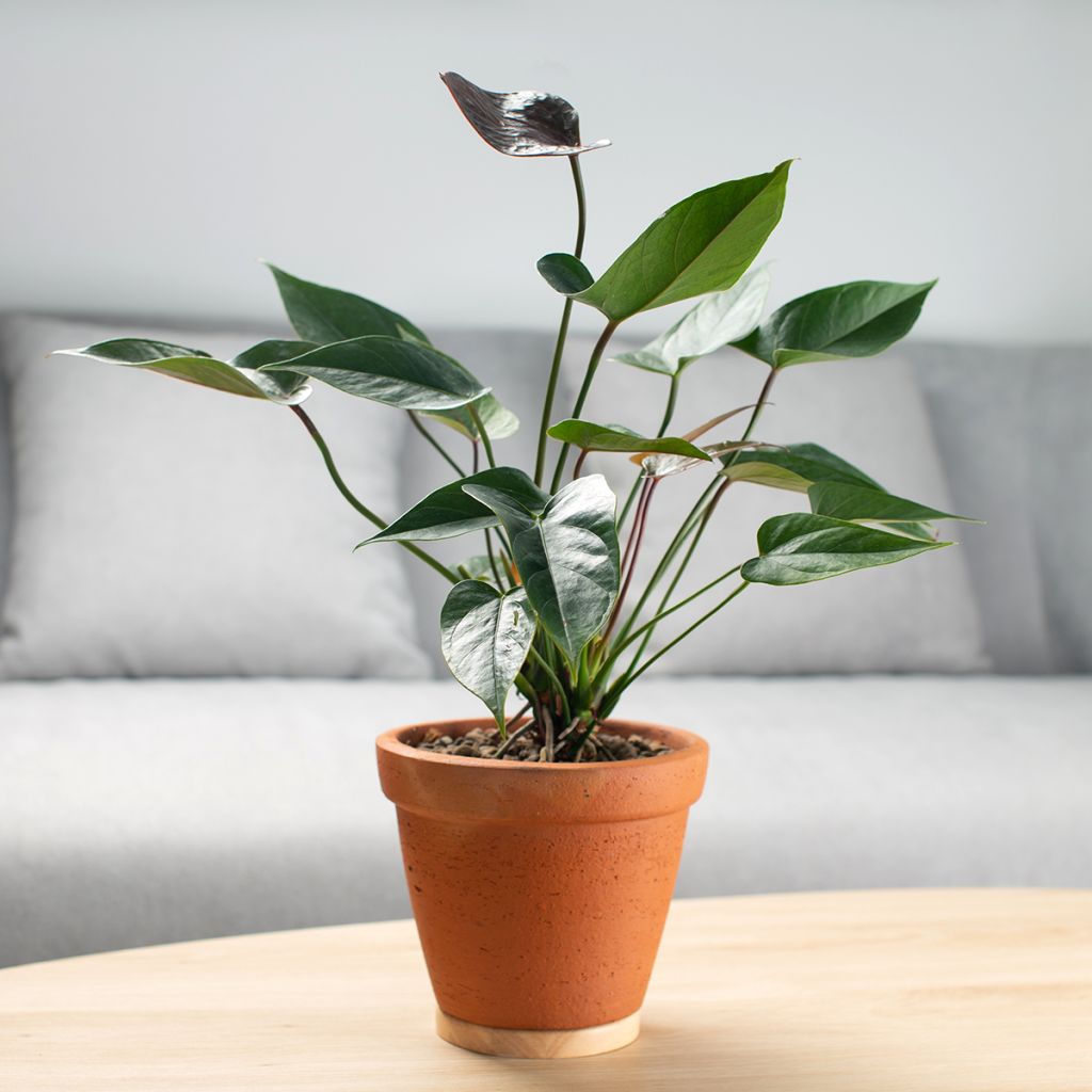 ingoblumen - Anthurium Arrow