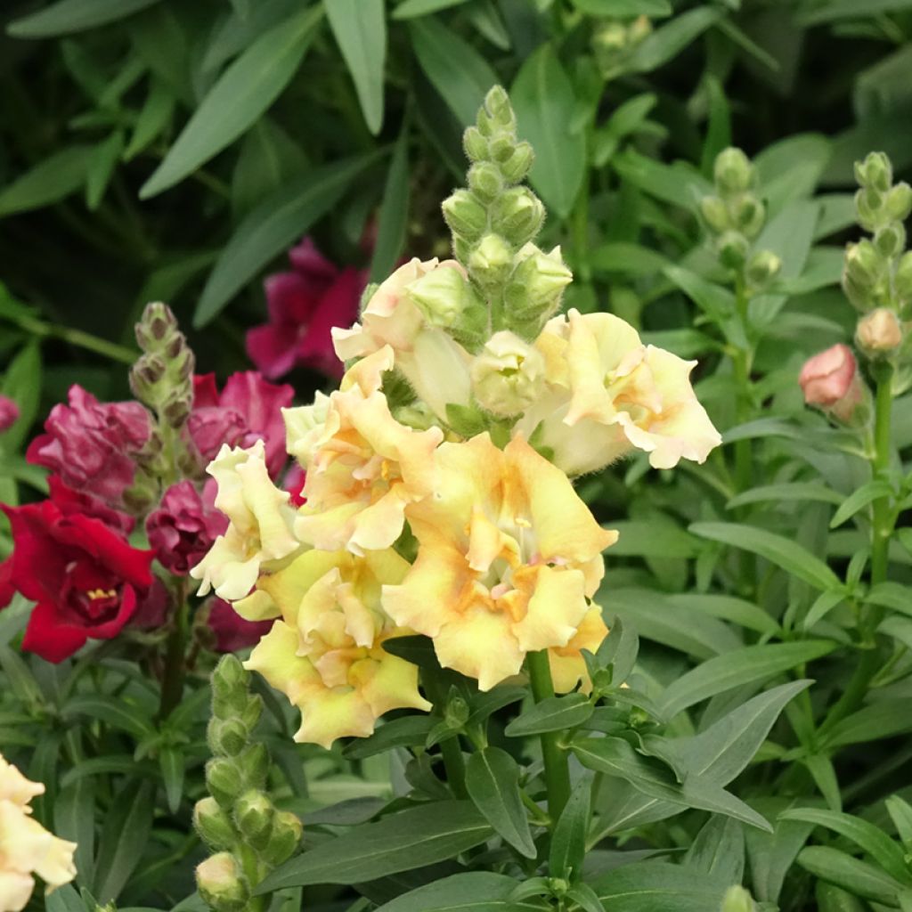 Löwenmäulchen Sweet Duet Citrus (Samen) - Antirrhinum