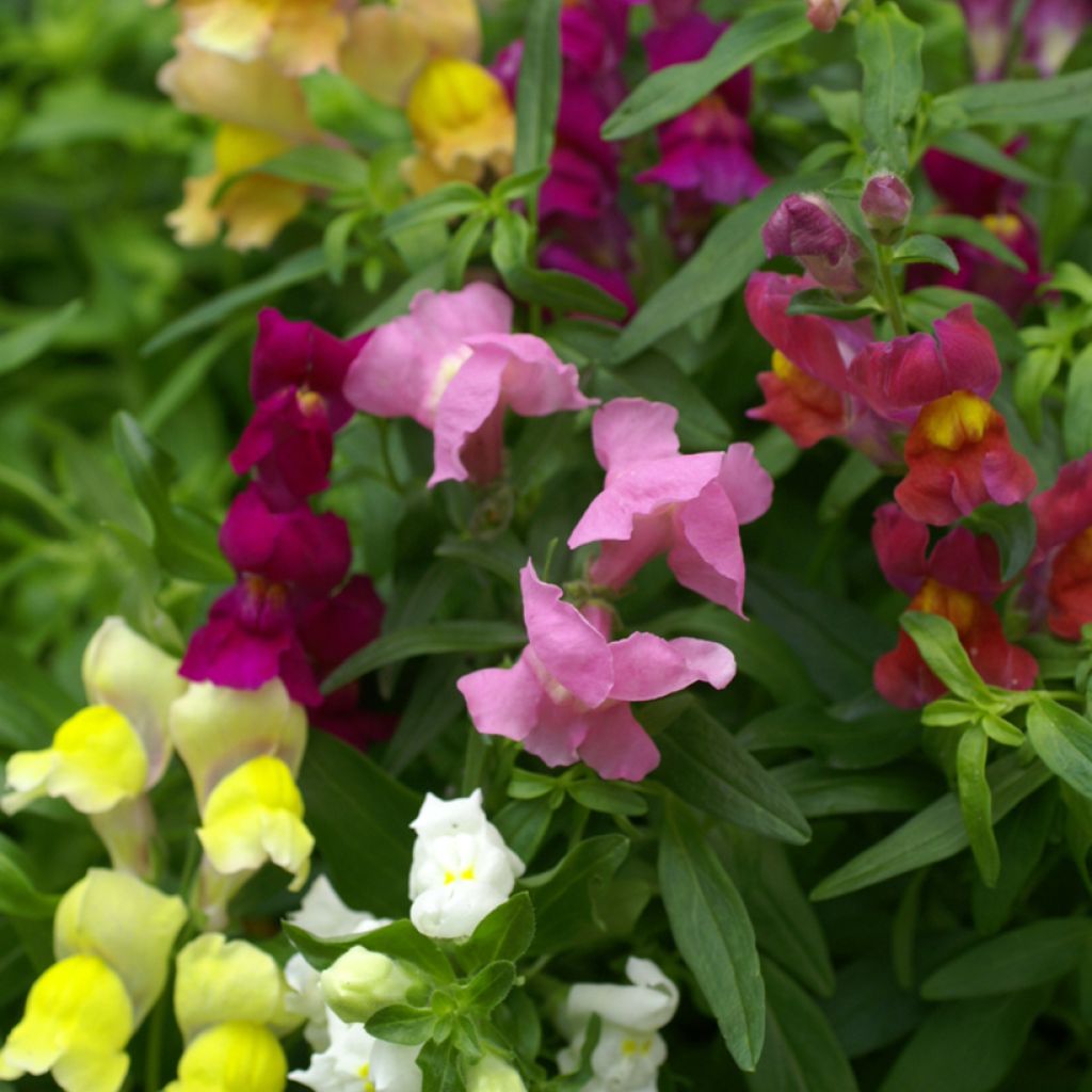 Löwenmäulchen Emerald Isles (Samen) - Antirrhinum