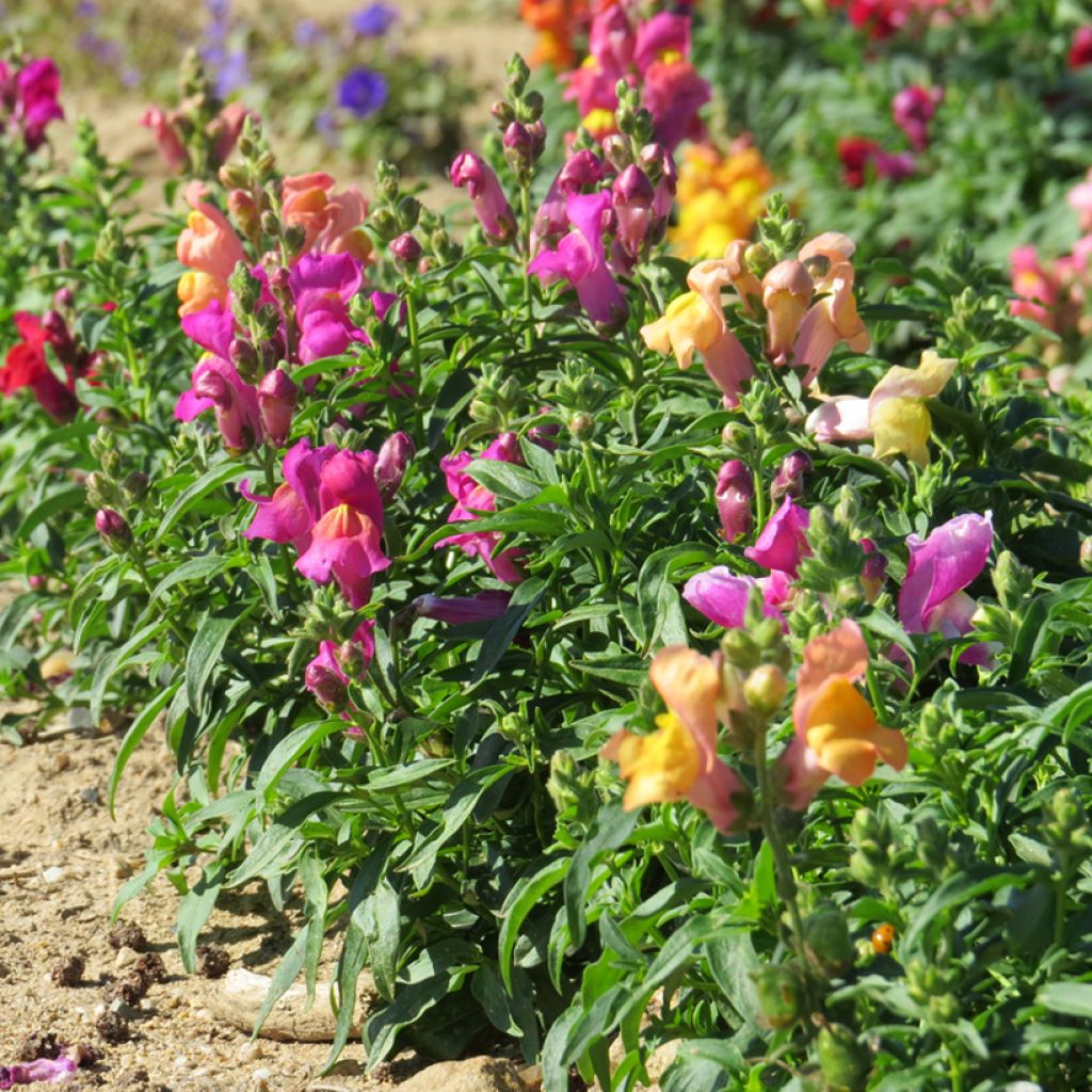 Löwenmäulchen Emerald Isles (Samen) - Antirrhinum