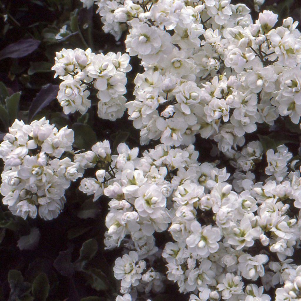 Arabis caucasica Plena - Arabette du Caucase