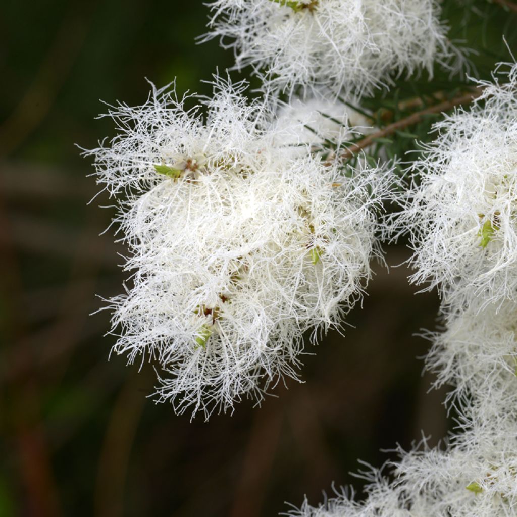Melaleuca alternifolia - Australischer Teebaum