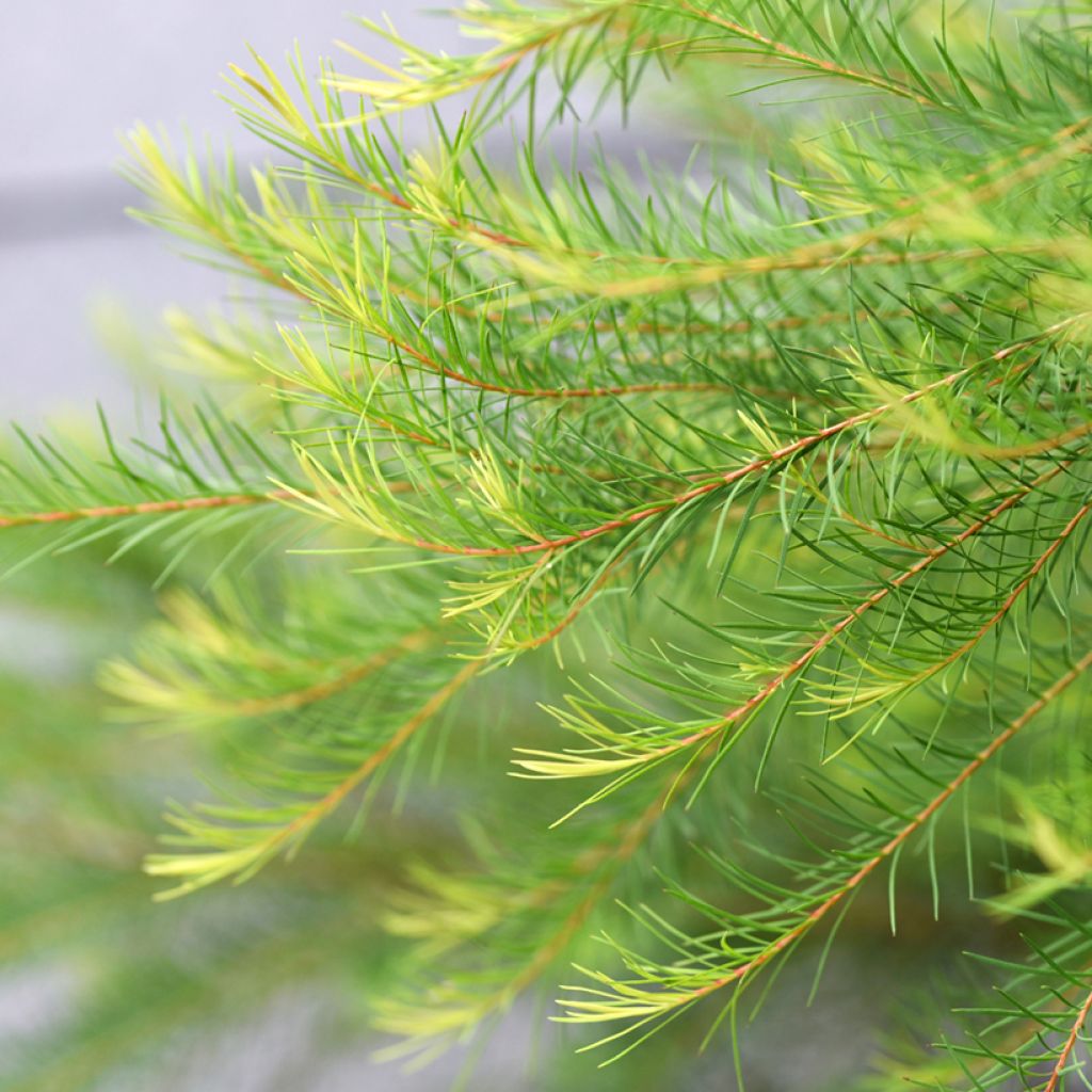 Melaleuca alternifolia - Australischer Teebaum