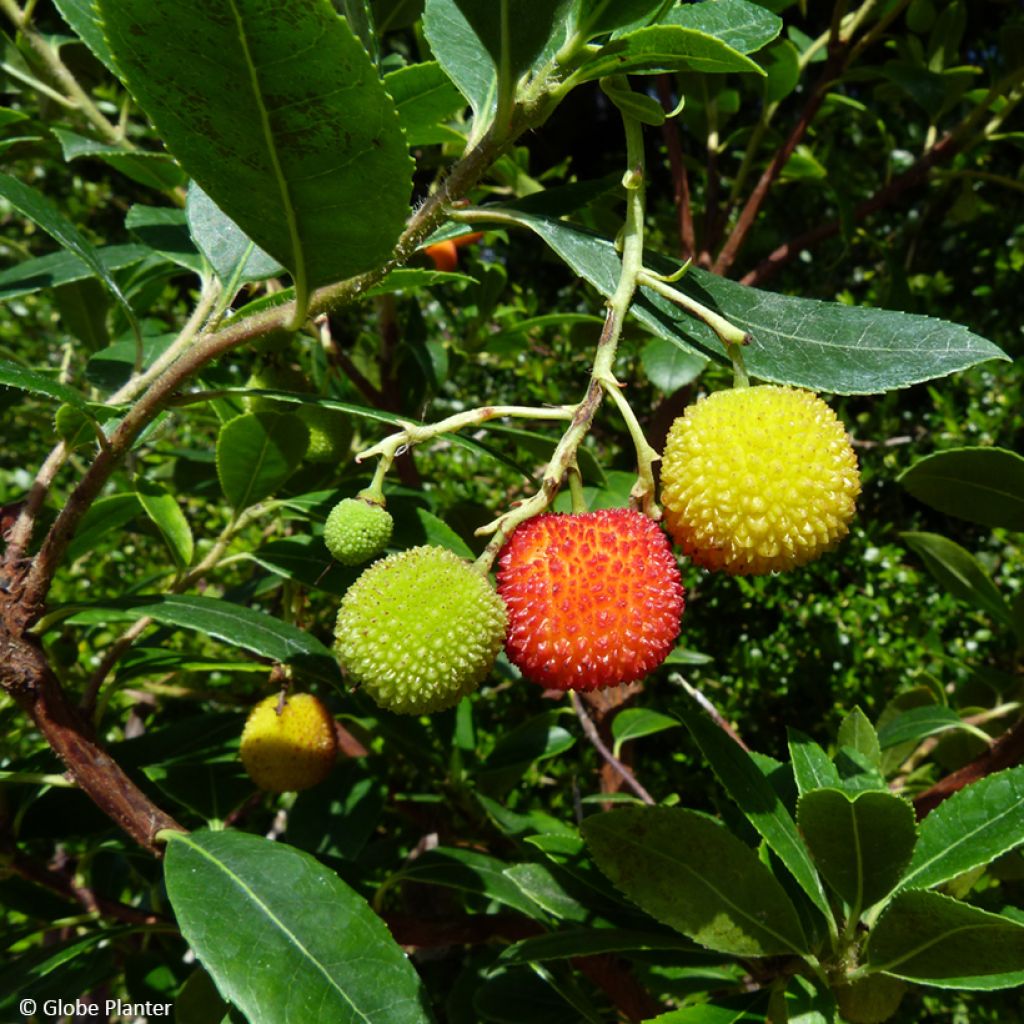 Arbutus unedo Peace and Love - Westlicher Erdbeerbaum