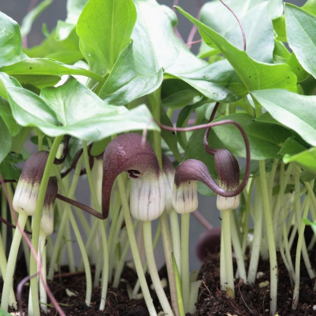 Arisarum proboscideum - Rüsselartiger Mäuseschwanz