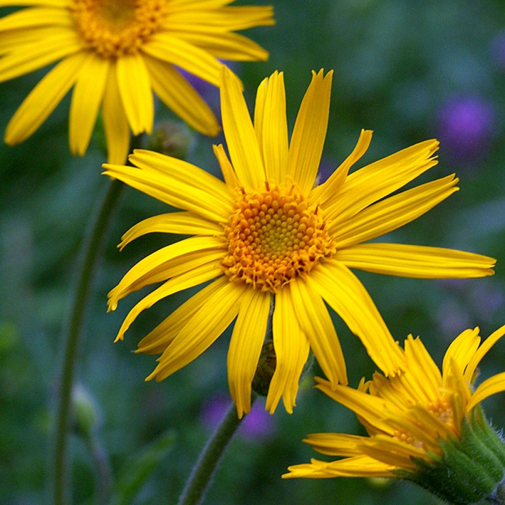 Arnika (Samen) - Arnica montana