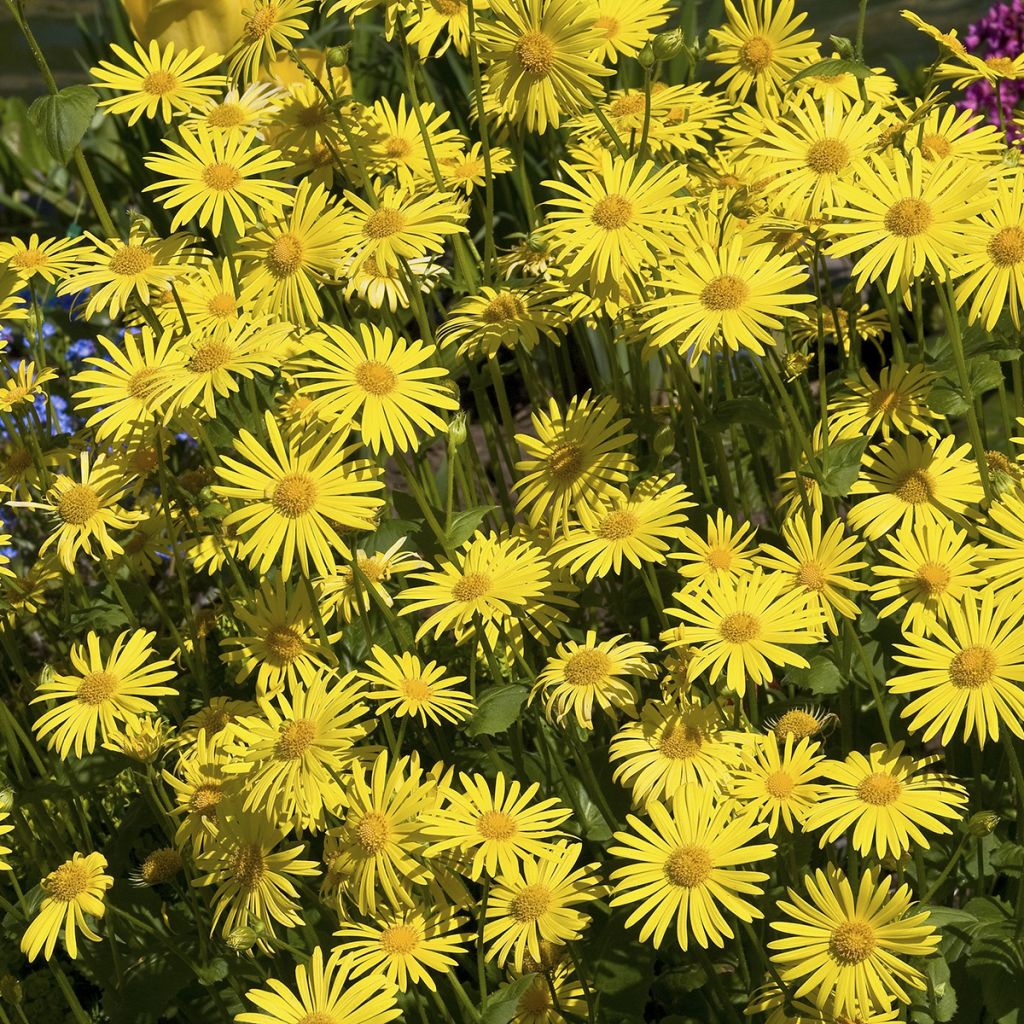 Arnika (Samen) - Arnica montana
