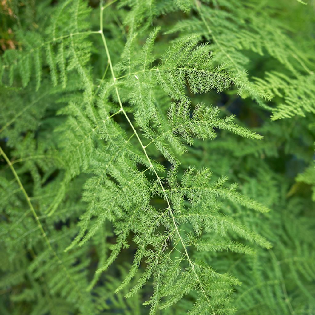 Asparagus plumosus - Feder-Spargel