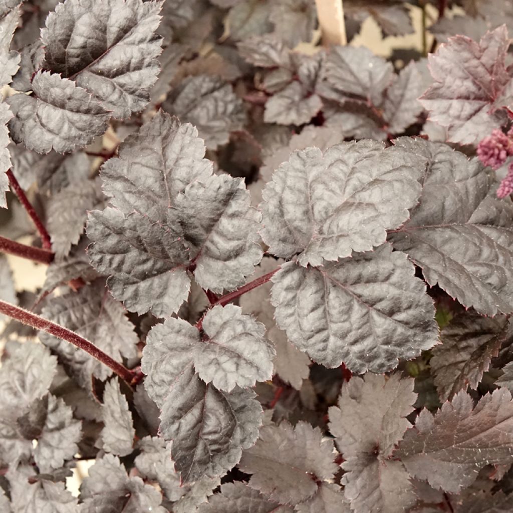 Astilbe chinensis Darkside Of The Moon - Prachtspiere