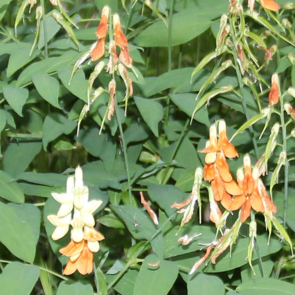 Astragalus glycyphyllos - Süßer Tragant