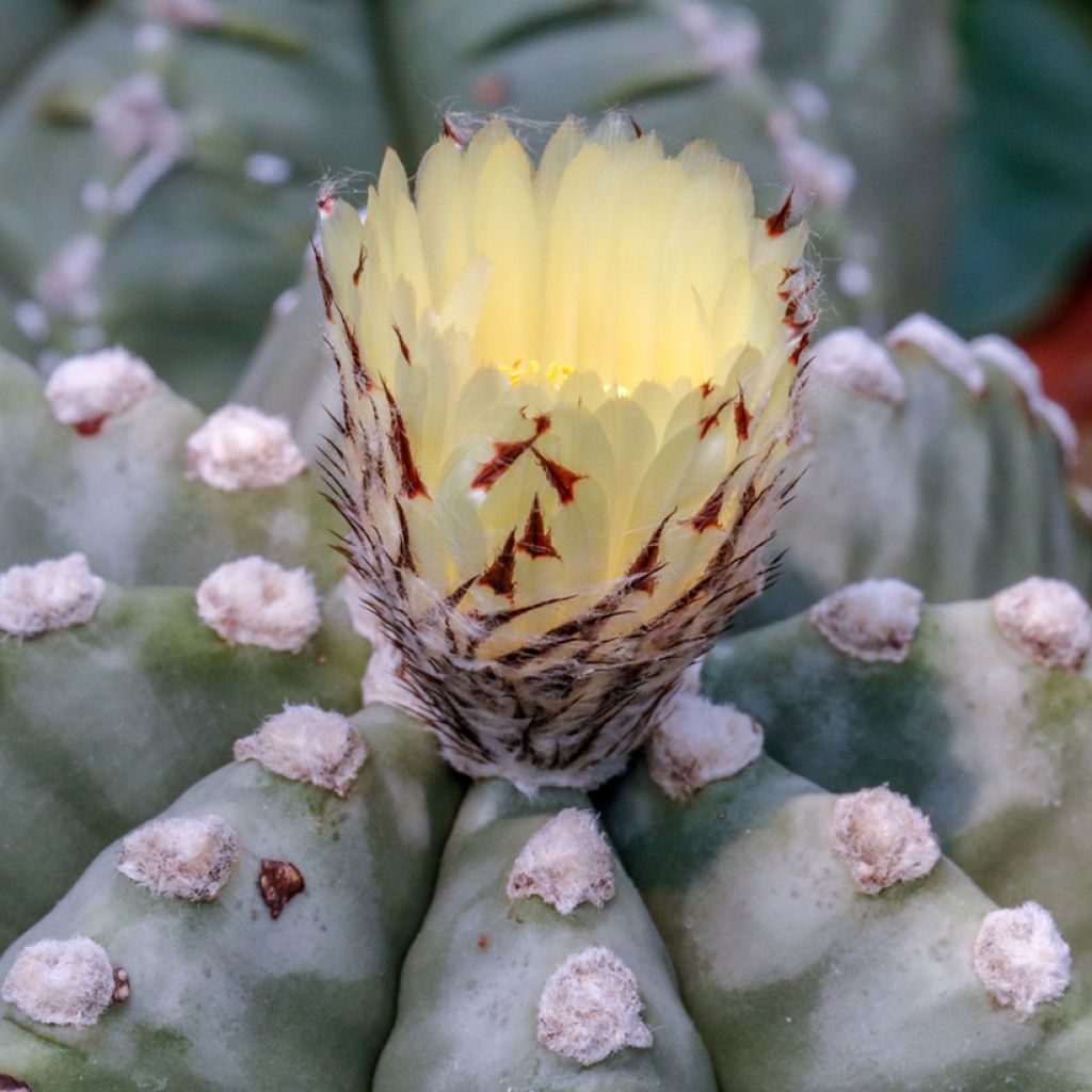 Astrophytum myriostigma - Bischofsmütze