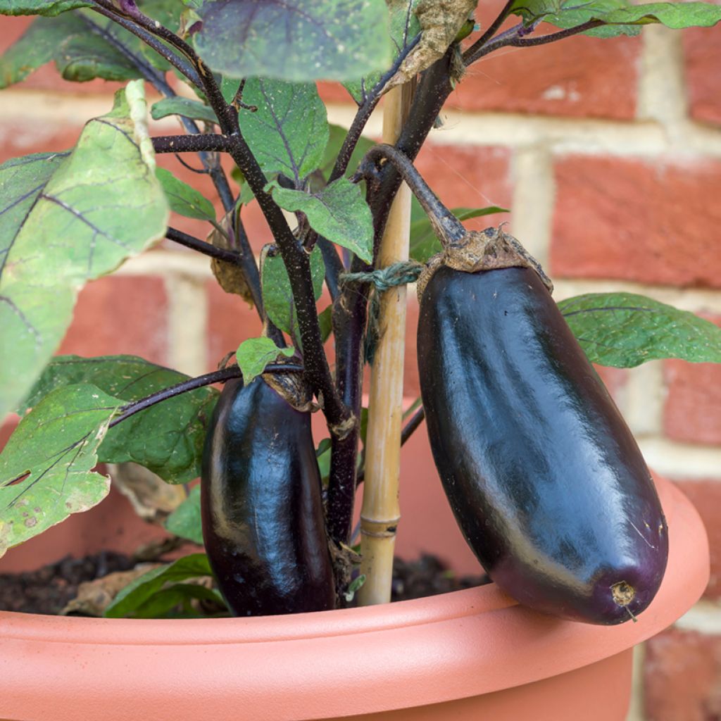 Aubergine Avan F1