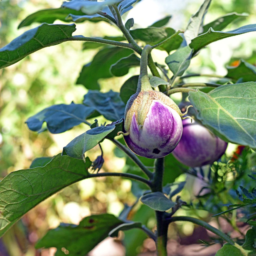 Aubergine Rotonda Bianca di Sfumata