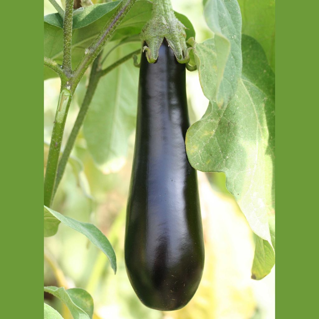 Aubergine Violette longue de Barbentane