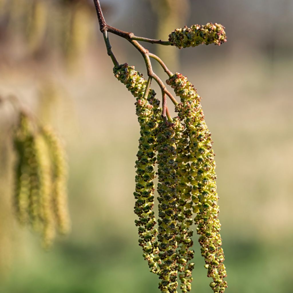 Alnus cordata - Italienische Erle