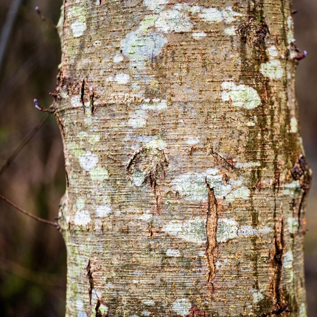 Alnus cordata - Italienische Erle