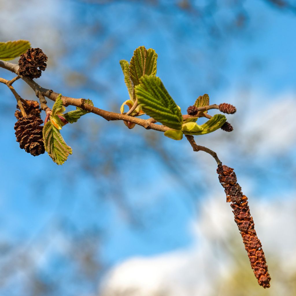 Alnus cordata - Italienische Erle