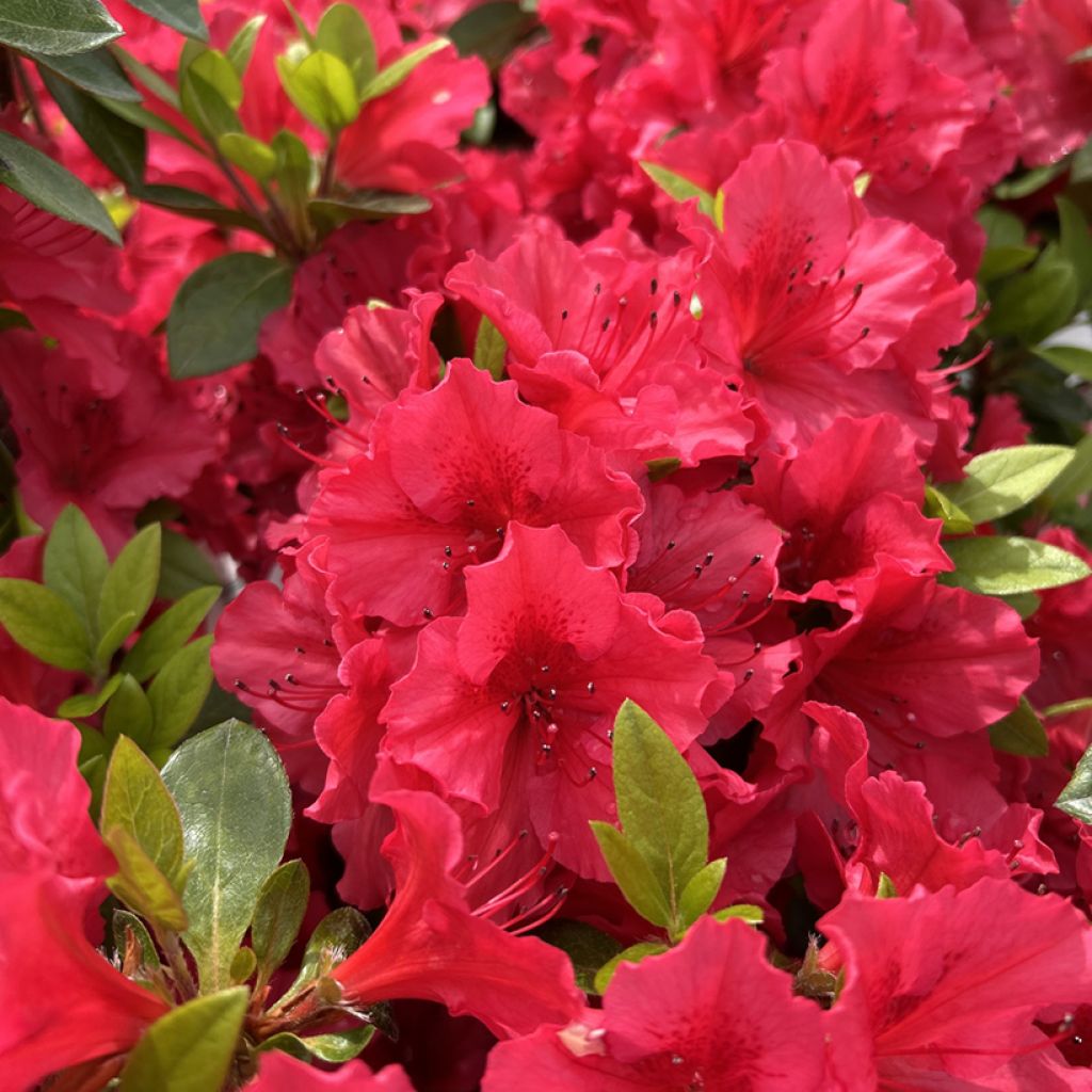 Japanische Azalee Vuyk's Scarlet - Azalea
