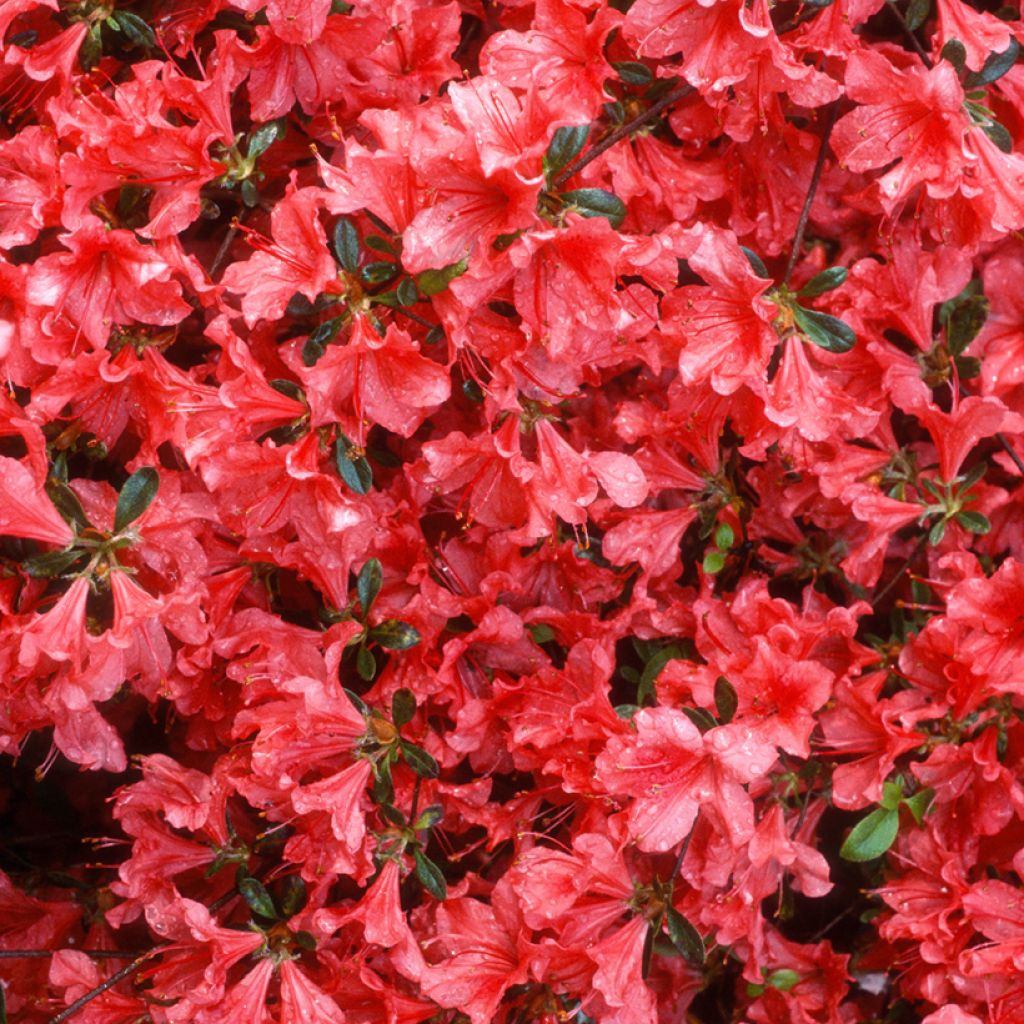 Japanische Azalee Vuyk's Scarlet - Azalea