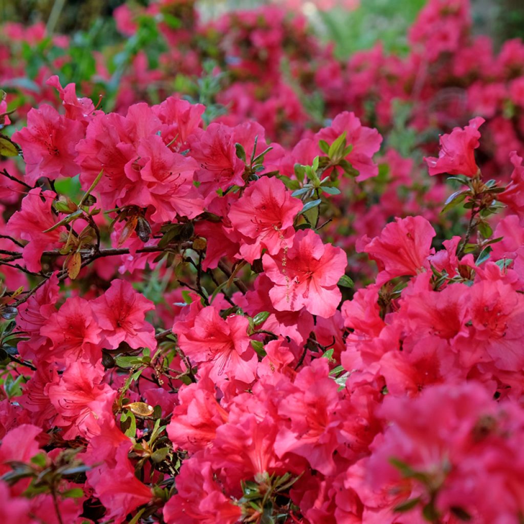 Japanische Azalee Vuyk's Scarlet - Azalea