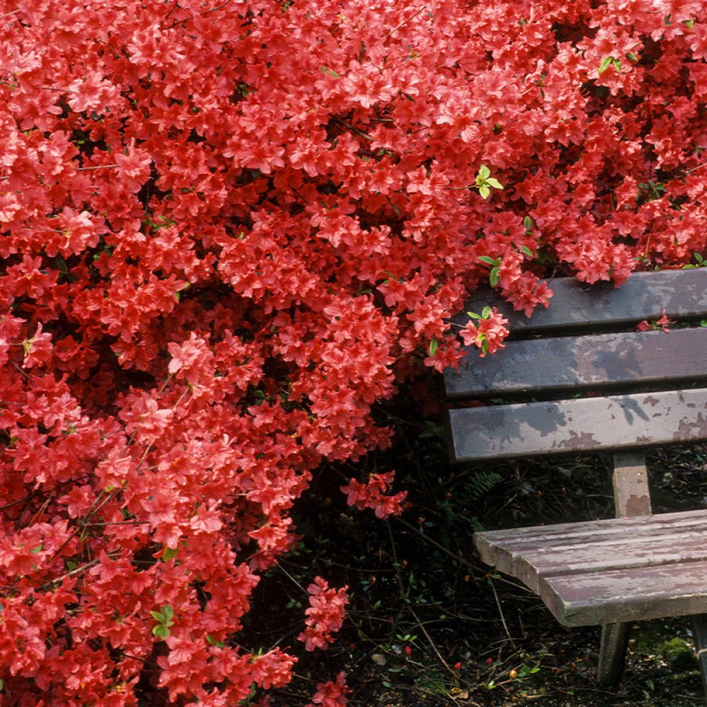 Japanische Azalee Vuyk's Scarlet - Azalea