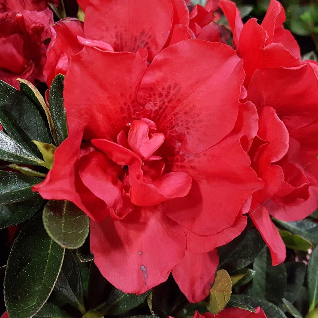Japanische Azalee ENCORE Autumn Creach - Azalea