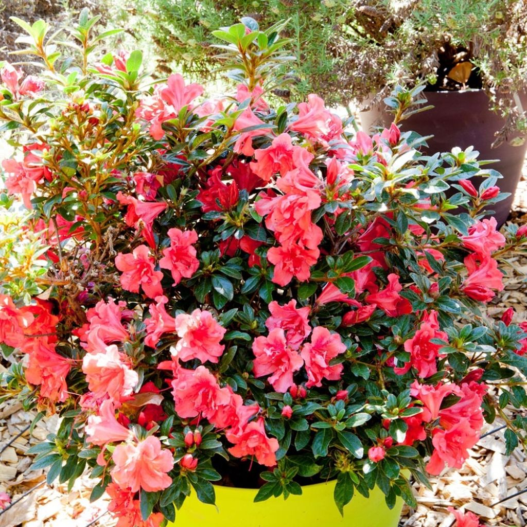 Japanische Azalee ENCORE Princess - Azalea