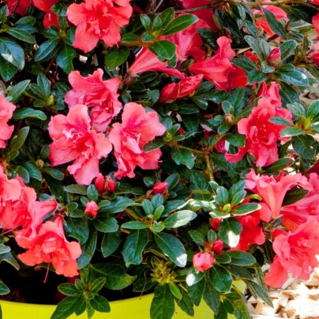 Azalée hybride ENCORE® Princess
