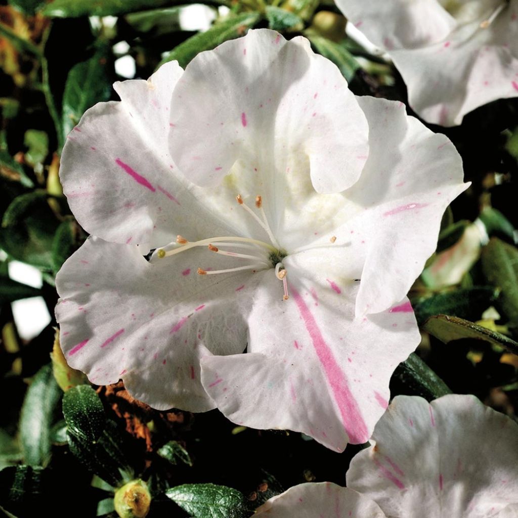 Japanische Azalee ENCORE Starlite - Azalea