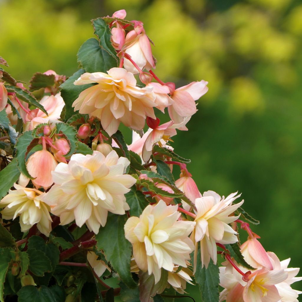 Begonie Belleconia Cream