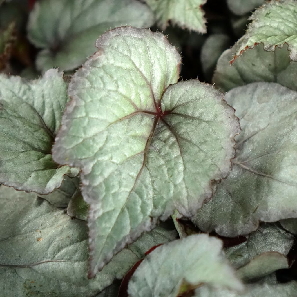 Begonia Rex Pink Pop - Blattbegonie