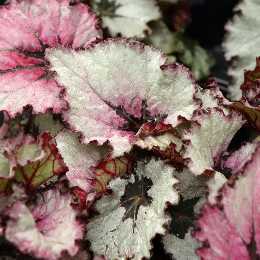 Begonia Rex Red Heart - Blattbegonie