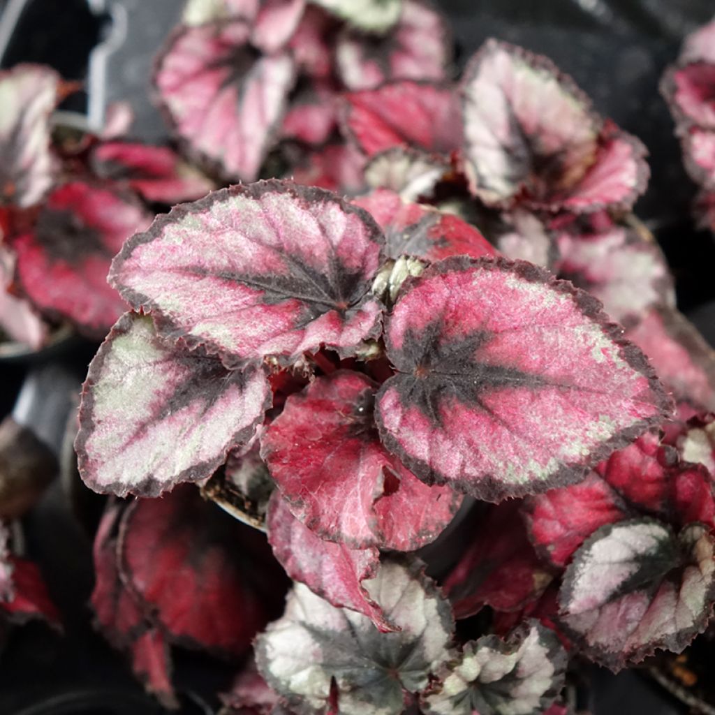 Begonia Rex Red Kiss - Blattbegonie