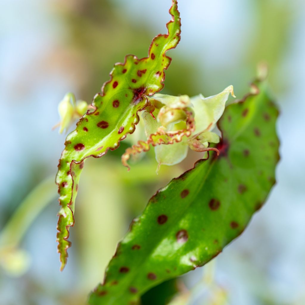 Begonia amphioxus - Zimmerbegonie