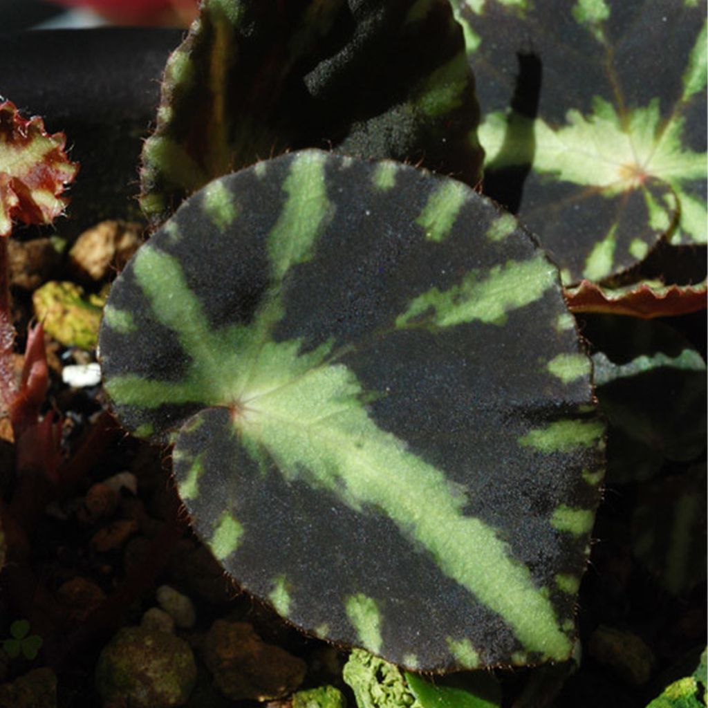 Begonia cleopatrae - Begonie