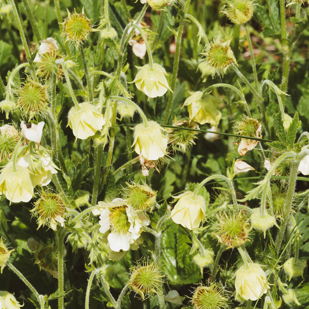 Geum rivale Album - Bach-Nelkenwurz