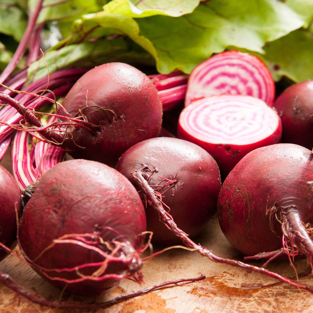 Rote Bete Chioggia