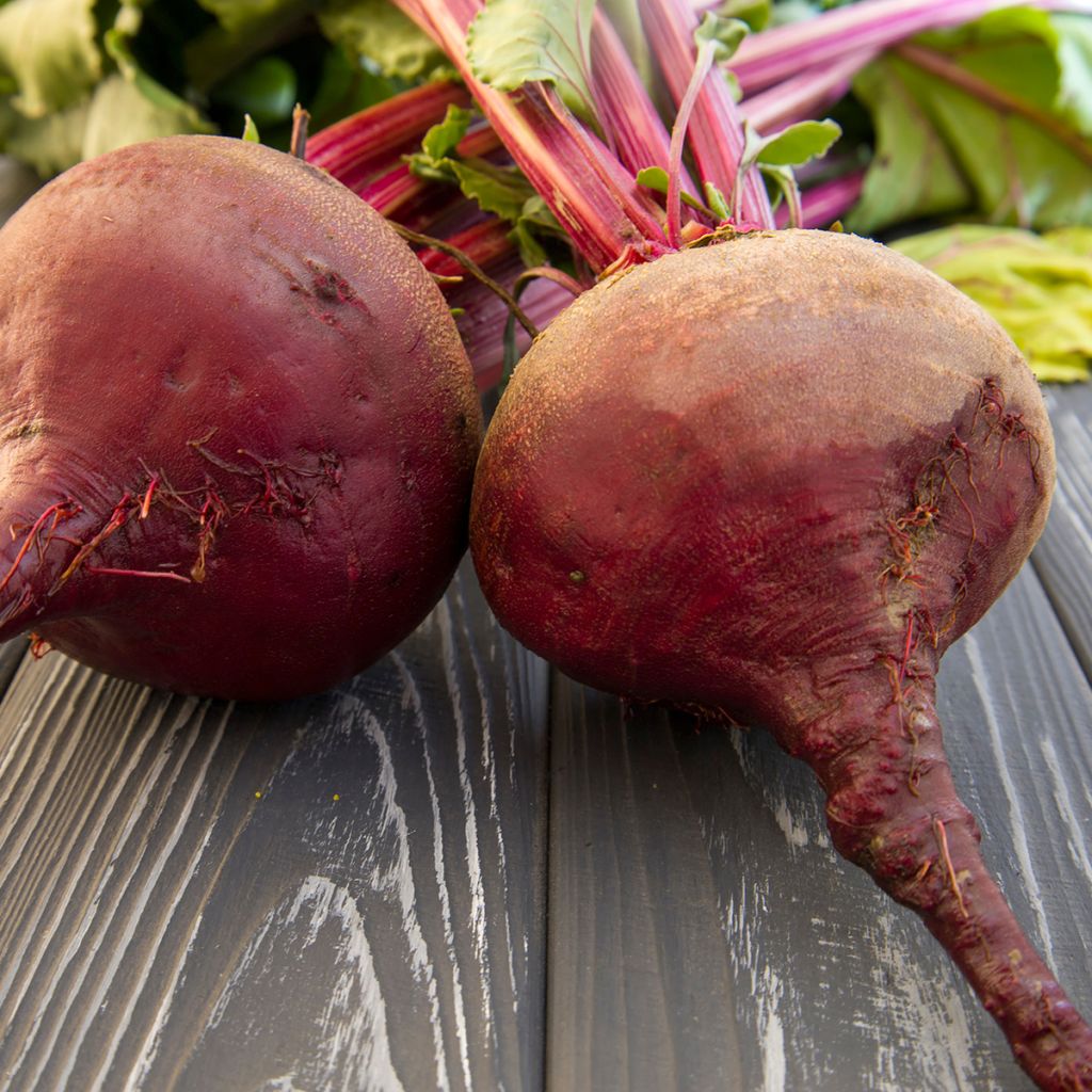Rote Bete Chioggia