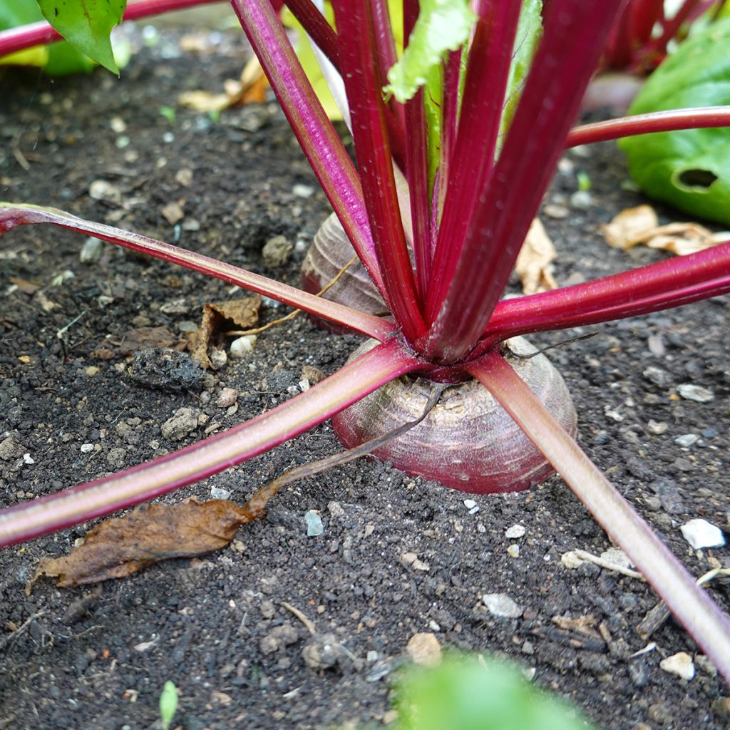 Rote Bete Chioggia