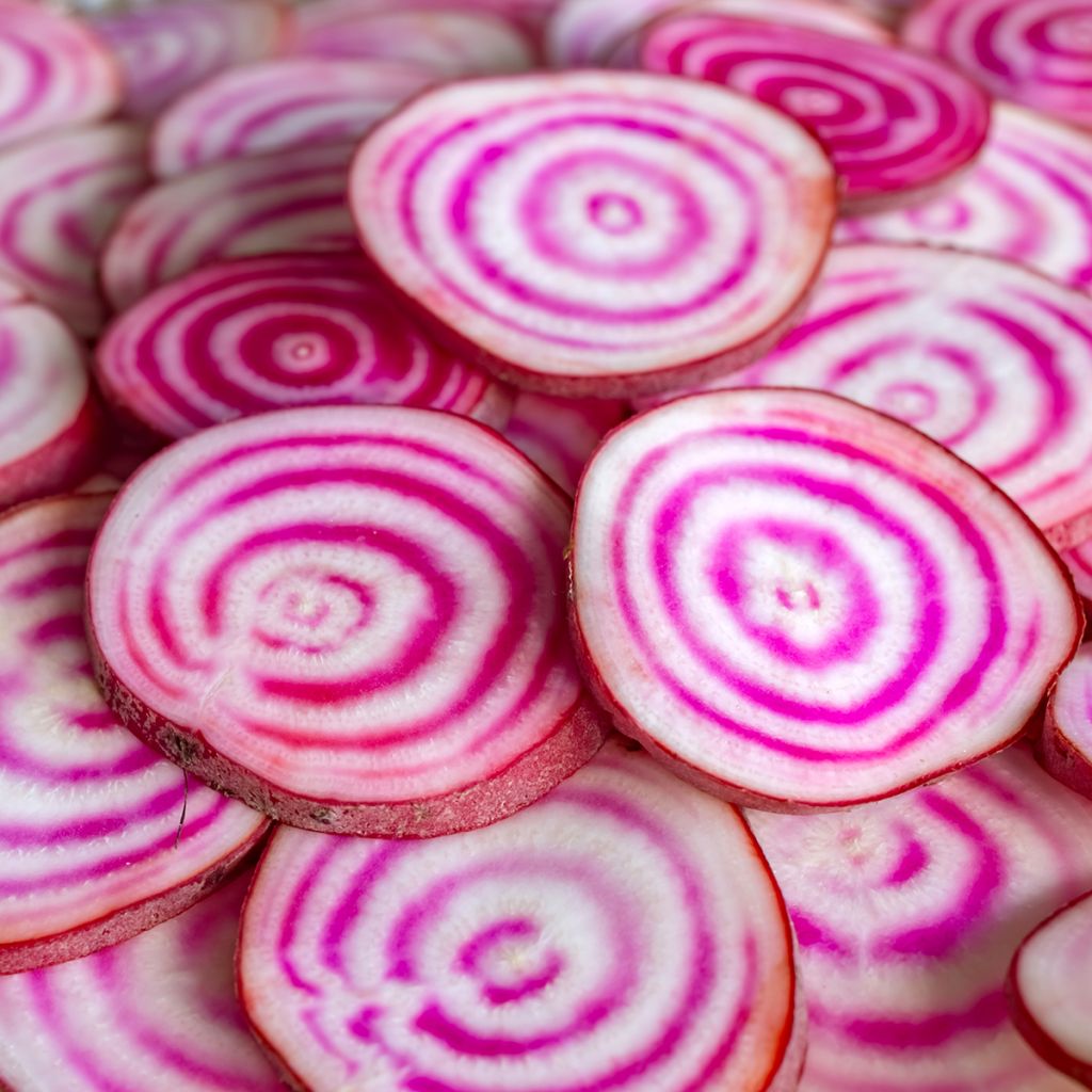 Rote Bete Chioggia