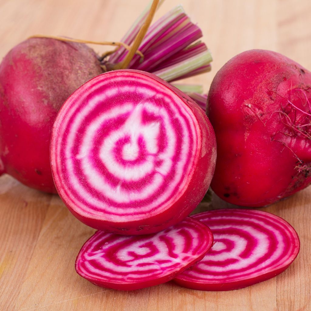 Rote Bete Chioggia
