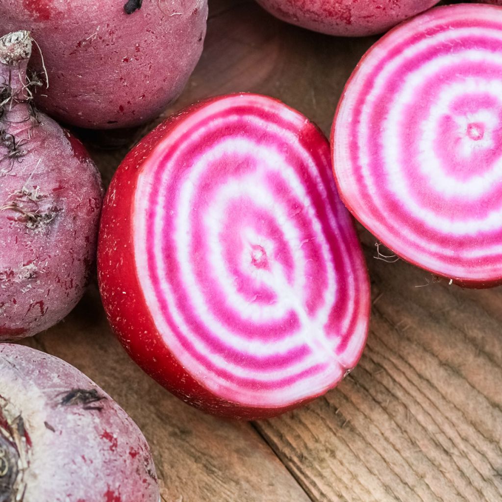 Rote Bete Chioggia