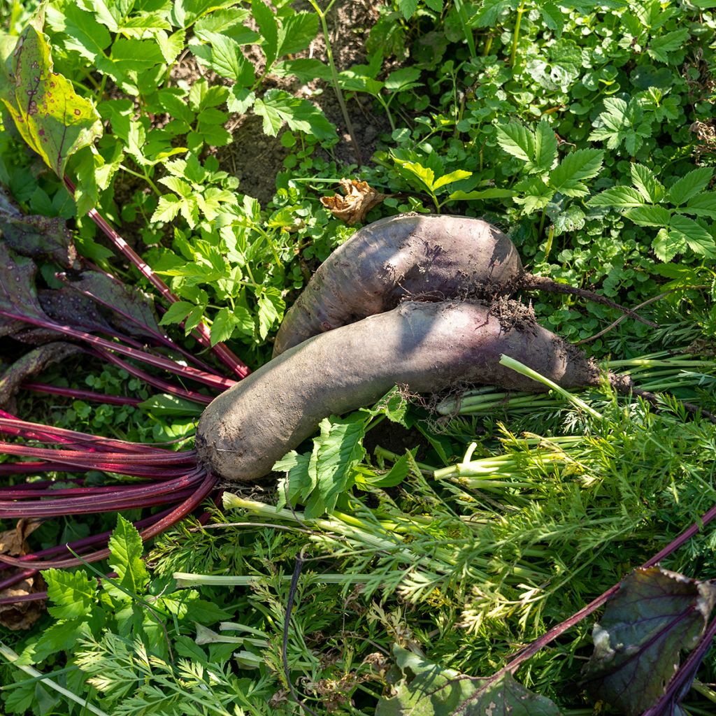 Rote Bete Cylindra