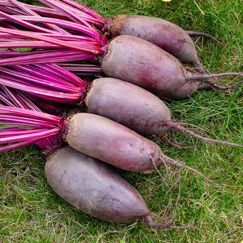 Rote Bete Cylindra
